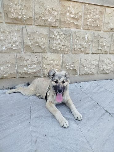 qafqaz çoban: Qafqaz çoban iti, 4 ay, Dişi — 2