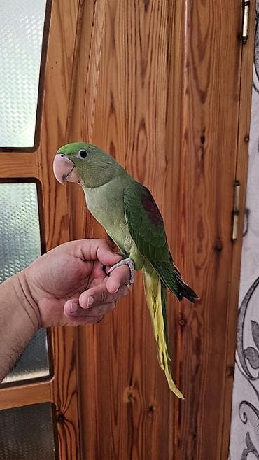 ev goyərcinləri: Aleksandr (parrot) cinsiyyəti dişidir əl quşudur– yaşıl tonlarda, uzun — 7