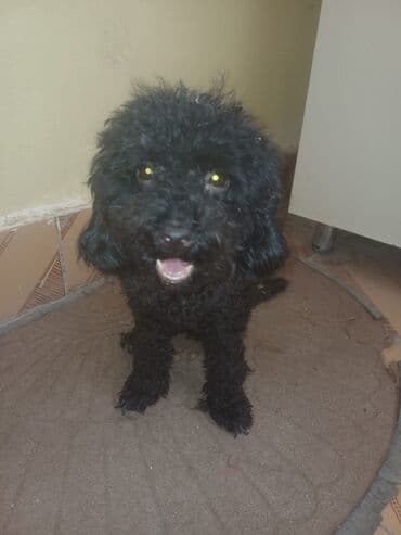 породистые собаки в добрые руки: Pudel, 4 ay, Dişi, Peyvəndli, Ünvandan götürmə — 1