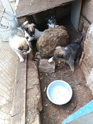 sudluk inekler: Məhsul: dik qulaq zvanok balalri Balaca köpək balaları (qarışıq cins) — 3