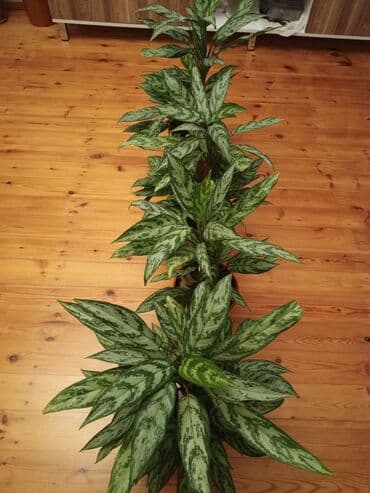 1 ədəd qızılgül: Aglaonema (Çin həmişəyaşıl) otaq bitkisi - Növ: Aglaonema, iri — 1