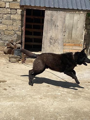 İtlər: Alman çoban iti, 3 il, Erkek, Peyvəndli, Ünvandan götürmə — 5