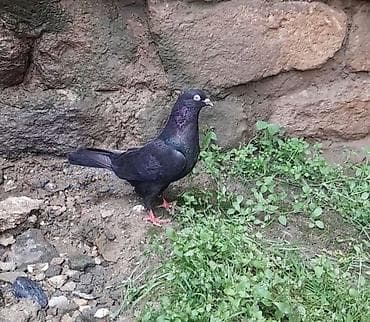 goyərcin: Tutulma erkey 12 tuk — 2