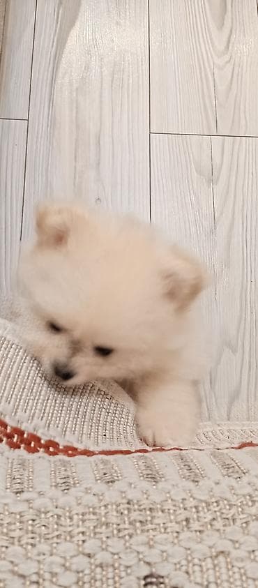 it adlari erkek: Şpitz — 8