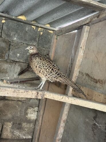 tutulma qus: Damazliq Disi qirqovullar — 1