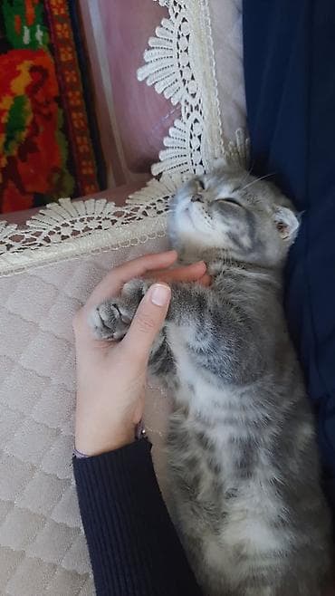 şotland pisikleri: Şotland yastı qulaq, Erkək — 4