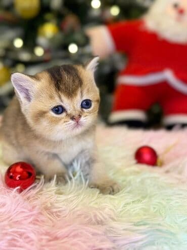 Cins Paroda pişikləri. Şotland, Britan, Pers. Rəngləri də cür bə cür lalafo.az -da Cins Paroda pişikləri. Şotland, Britan, Pers. Rəngləri də cür bə cür