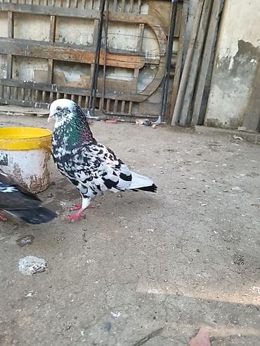 sarı quş: Satılır. hazır cüt. Bala veriblər. Balaya ela baxır. Qiymət cütüne — 1