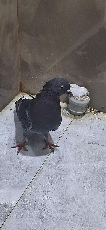 susar quşu: Erkəy — 1