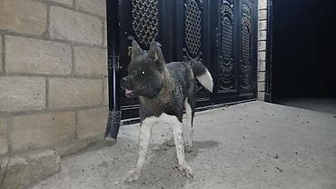 akvarium xırda balığı: Akita-inu — 1