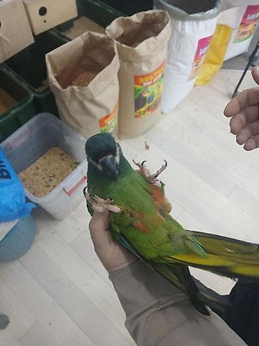 tutuquş: Bala mini ara ele orgesib isdeyen elaqe saxlaya biler catrilma var — 4