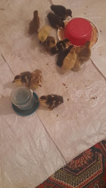 Птицы: 12 dene bala ördek 4 günlük balalar macar lavanda krasnadar zümrüdü — 2