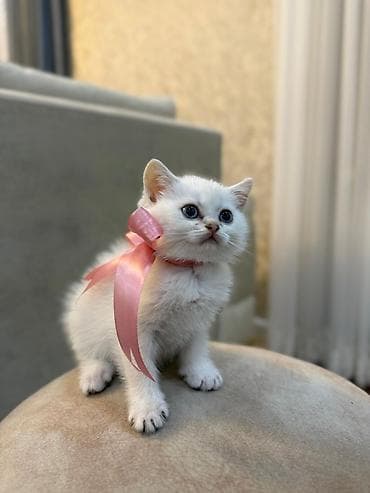 mavi rus pişiyi: Britan — 7