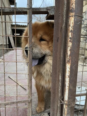 akita iti satilir: Çau-Çau, 1 il, Erkek — 3