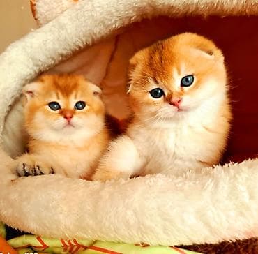 pişik adları: Şotland, Erkək, Dişi, Ödənişli çatdırılma — 1