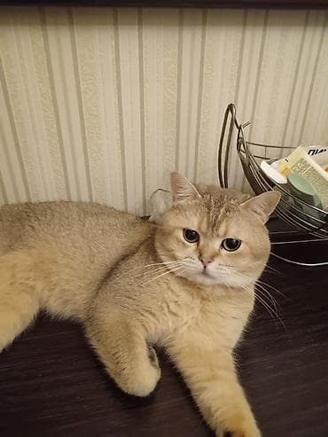 ev pisikləri: Britan, Dişi — 10