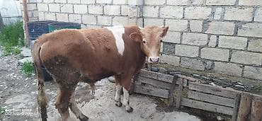 hinduwka satiwi: Satılır 2100 — 2