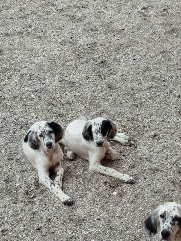 6 ay, Erkek, Peyvəndli, Ödənişli çatdırılma