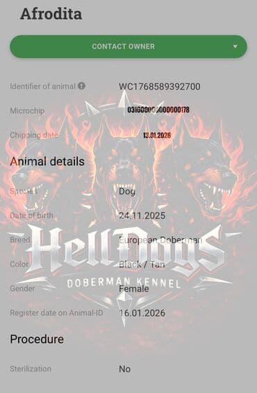 doberman it: Doberman, 1 ay, Dişi, Sənədli, Ünvandan götürmə — 7