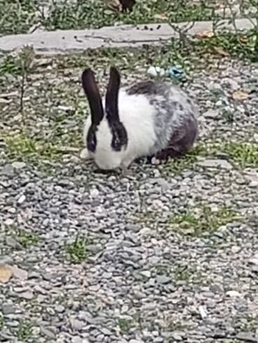 Akvariumlar: Ev dovşanlarıdır sağlamdırlar birinin rəngi ağ-boz o birisi ağ — 2