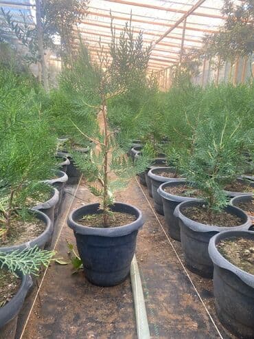 sərv ağacı: 🌿 Konusparis Tuya – Kiçik Sahələr üçün Böyük Gözəllik! 🌿 ✔️ Forması — 4