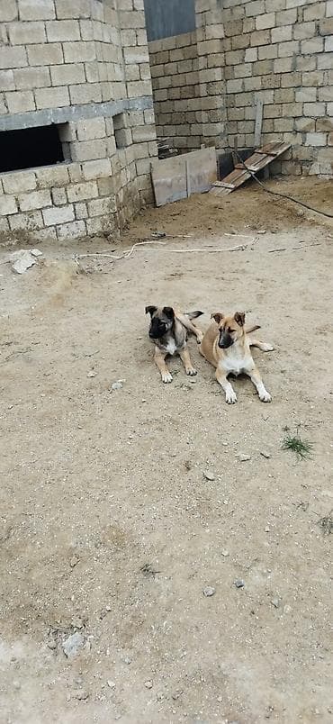 it evlerinin satisi: Alabay ve malinos qarşiqi — 3