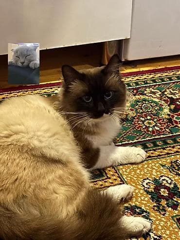 pişik tap az: Erkək, Cütləşmə üçün — 2