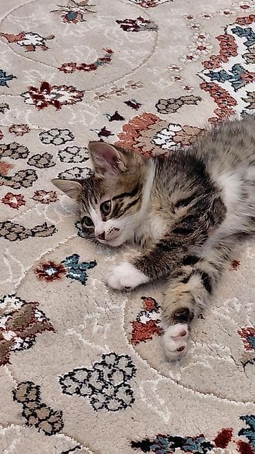 siam pisiyi: Erkək, Ünvandan götürmə — 4