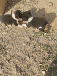 ov itler: 1 ay, Dişi, Ünvandan götürmə — 4