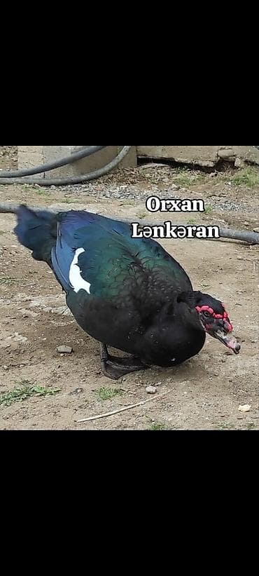 şirin it sekilleri: Salam, Təmiz Cins Amerikan sortu lal ördək balalarının və yumurta — 9