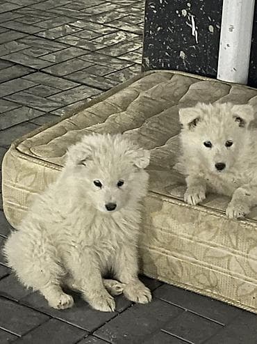 xasqi itleri: Samoyed, Pulsuz çatdırılma — 10