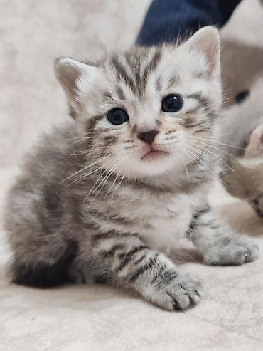 pişik lalafo: Şotland, Yaxşı əllərə — 2