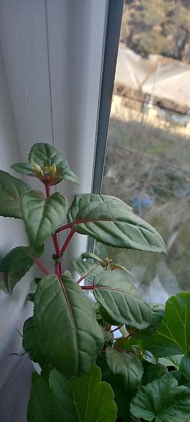 semeni sekli: Otaq gülləri – kolleksiya sortları - Impatiens (balsamin) – — 7