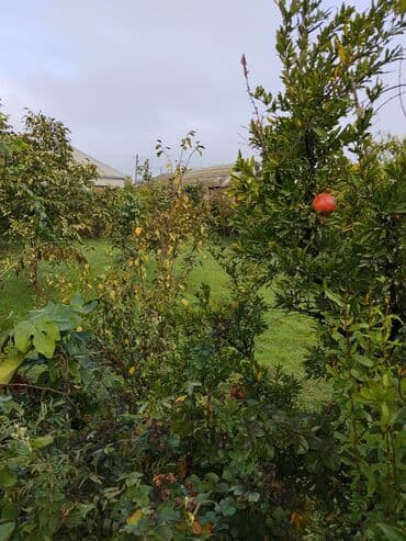 zefir bitkisi: Məhsul: Meyvə ağacları ilə yaşıllıq sahəsi (həyətyanı bağ)Günəşli — 5