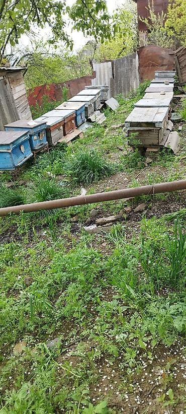 Arıçılıq üçün pətək və inventar dəsti 13 yeşik arıdı maraqlanmaq