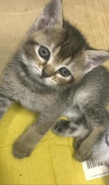 erkək pişik: Şinşilla, Erkək, Dişi — 2