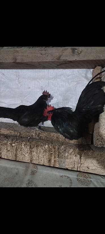 Atlar: Toyuq, Damazlıq — 3