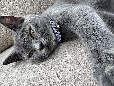 ilan oyuncaq: Britan, Dişi, Yaxşı əllərə, Ünvandan götürmə — 5