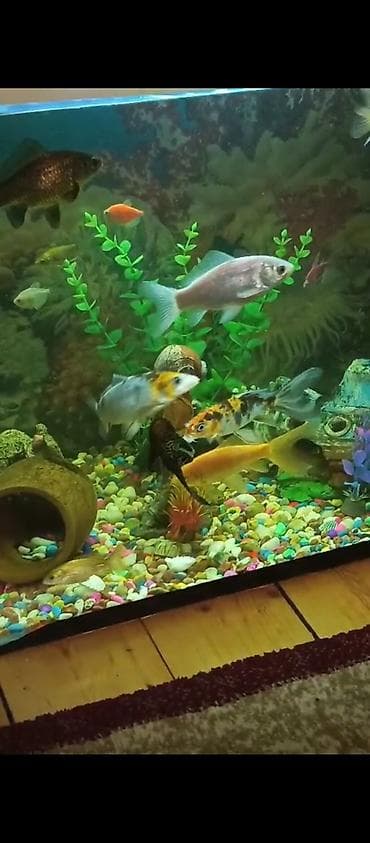 filter akvarium: Dördbucaq akvarium, Balıqlarla birlikdə, 130 l, Ünvandan götürmə — 3