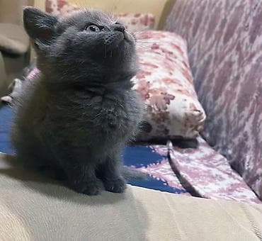 pişik daşıma: Şotland yastı qulaq — 6