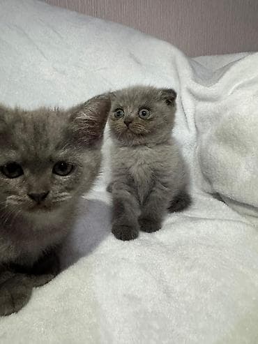 sotland pişik: Şotland — 8