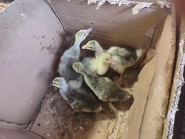 Gəmiricilər: Qaz balası 1 aylıq — 3