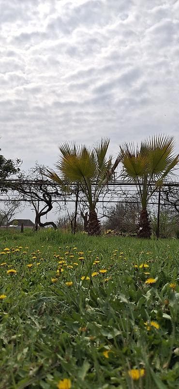 ev bitkiləri: Məhsul: Dekorativ palma ağacları (fan tipli yarpaqlı) ünvan sabirabad — 5