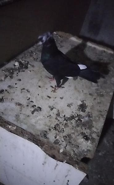 tap az goyercin satisi: Cins: dekorativ göyərçin (qara rəngli, baş və burun nahiyəsində ağ — 2