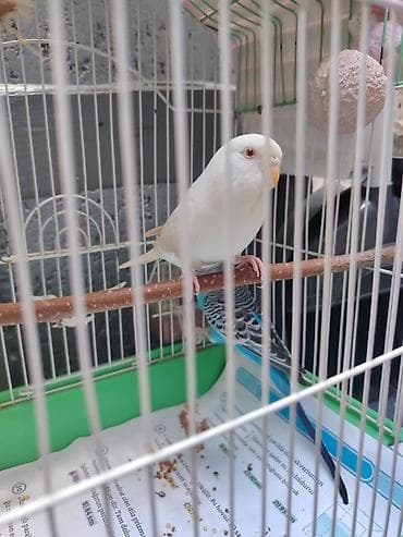 qus nömreleri: Təcili 2 tutuquşu və qefes 35₼ deste daxidir 2.50kg yem,vitmainli — 2