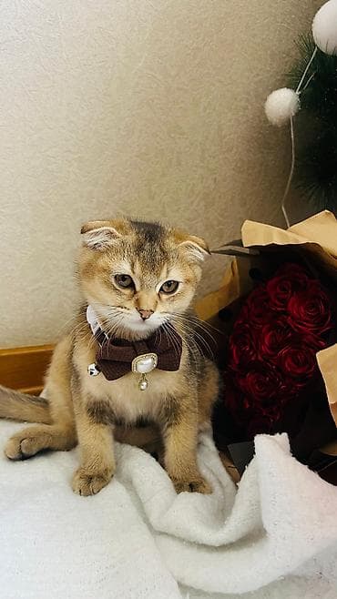 Digər heyvanlar: Şotland — 4