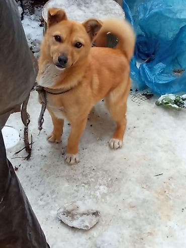 it adlari qiz: Dişi 2 yaşı var çübüşdu əla itdi həyətə adam buraxmır — 3