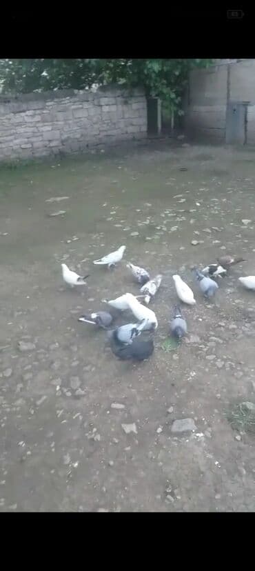 goyercin yuvasi satilir: Quşlar Tovuz rayonundadi lazım olsa Bakıya da gətirə bilərəm.30 ədəd — 1