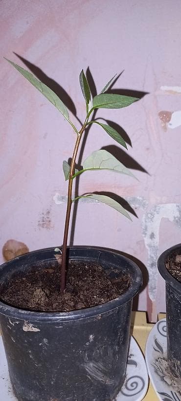 Məhsul: Avokado fidanları (qablarda) — 2