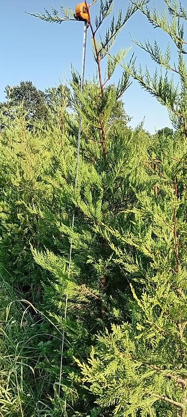 ağ şanı yarpaq: Bağ və landşaft üçün canlı bitkilər və dekorativ ağaclar - Zəngin — 7